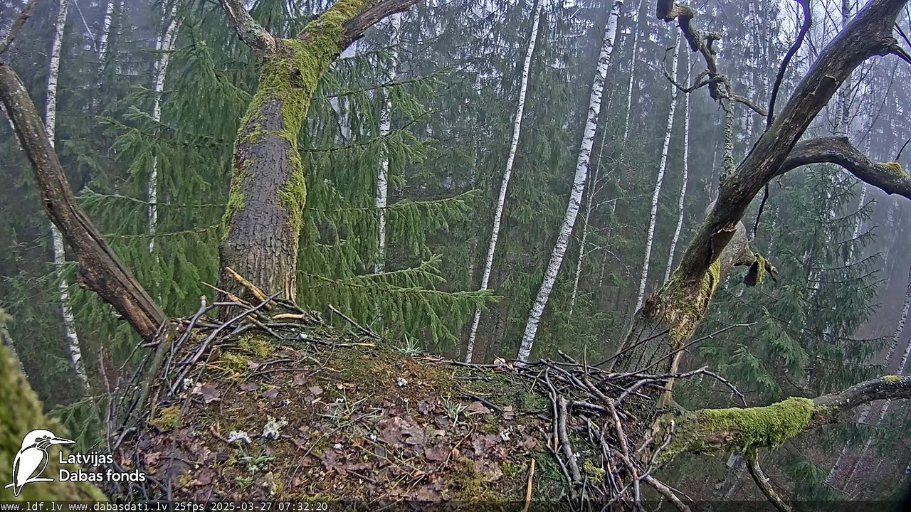 Melnais stārķis (Ciconia nigra) Ogres novadā - LDF tiešraide 13-0-5 screenshot