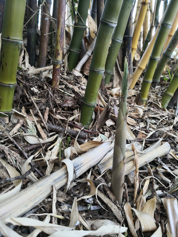 IMG_20210408_185549(1)