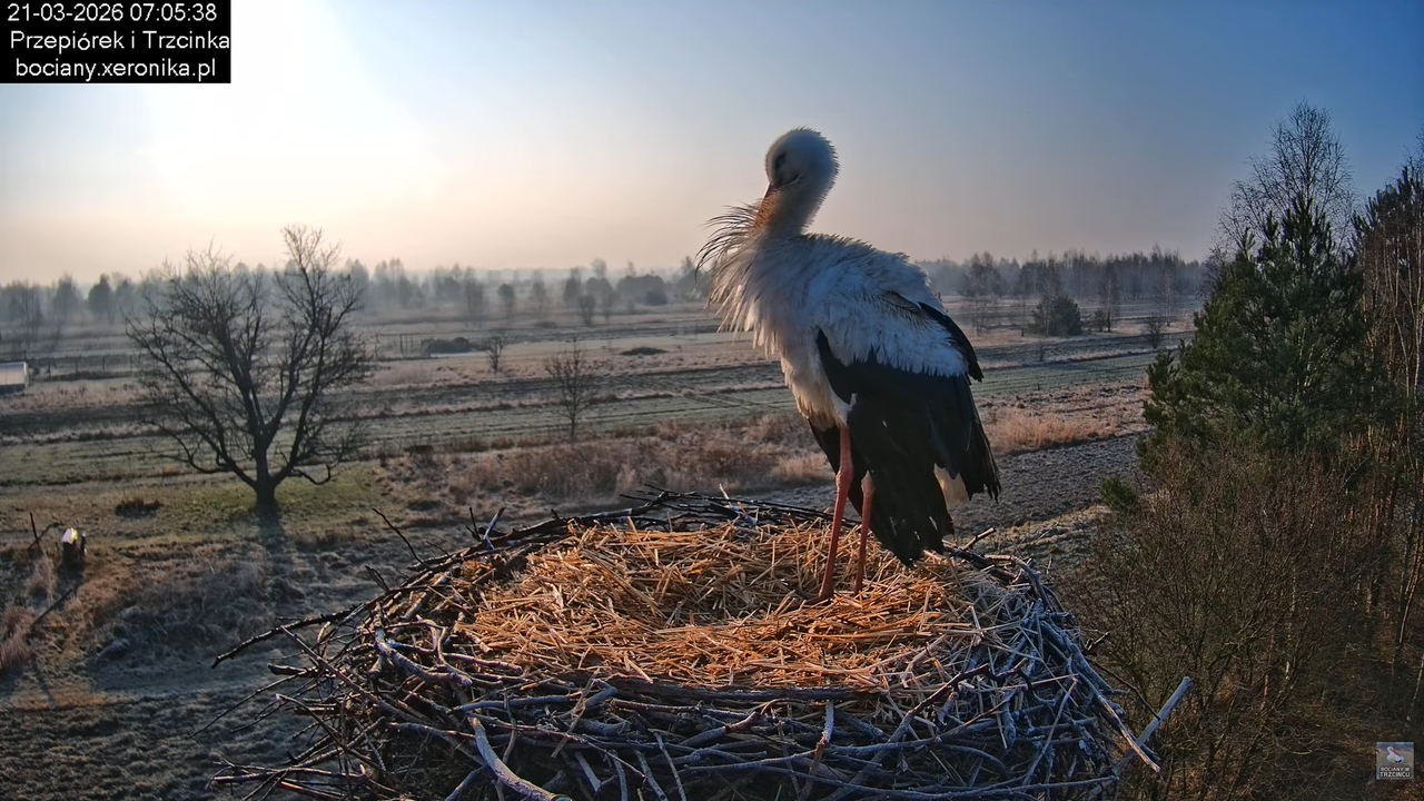 21032026bociany 7