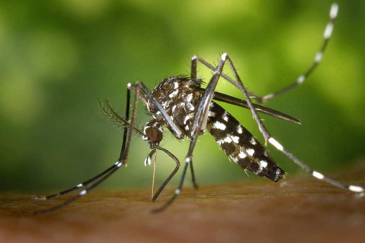 invasione zanzare mutano geneticamente