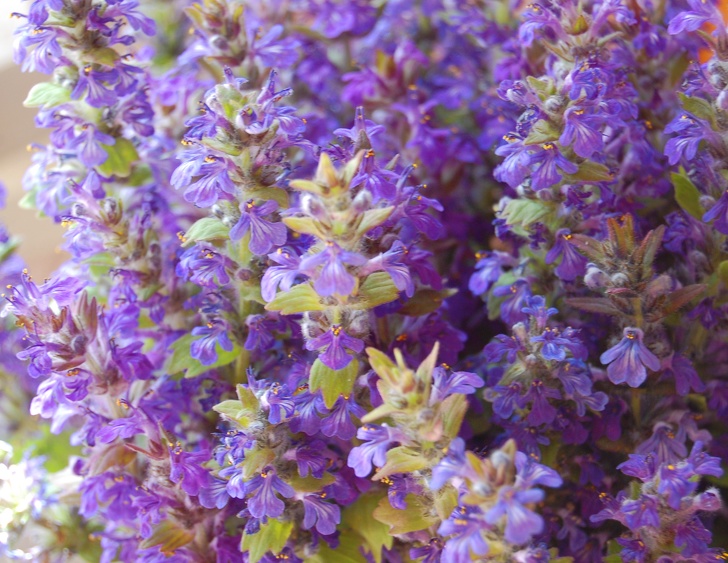 Bunga Meadow Sage