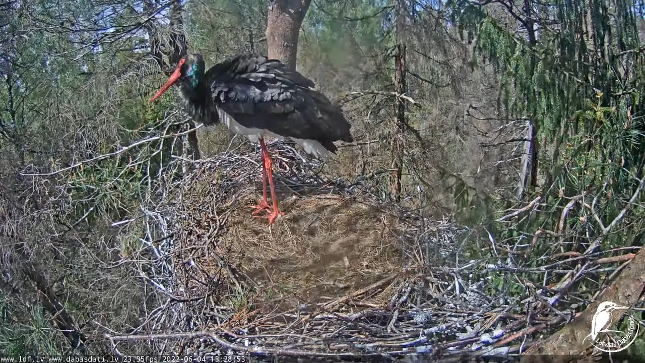 Melnais stārķis (Ciconia nigra) Siguldas novadā - LDF tiešraide 8-43-33 screenshot