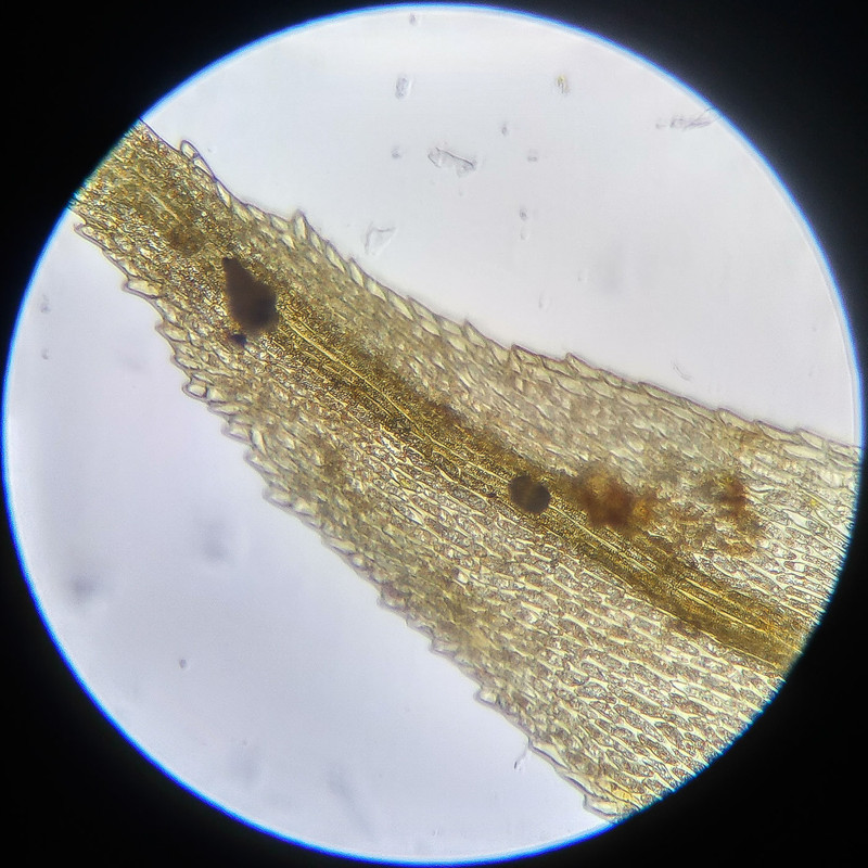 IMG 20250614 112530 HDR