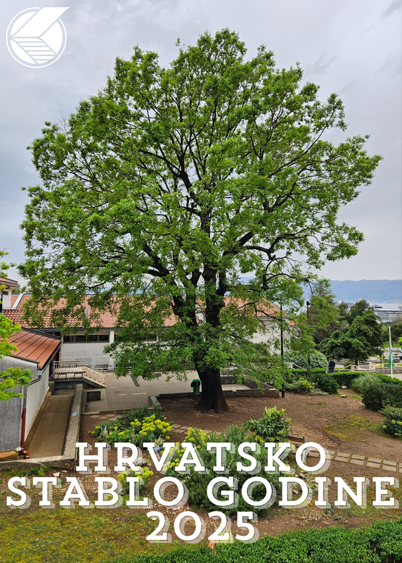 Kostrenski hrast