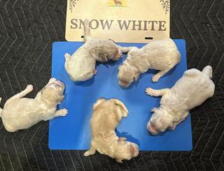 snow males