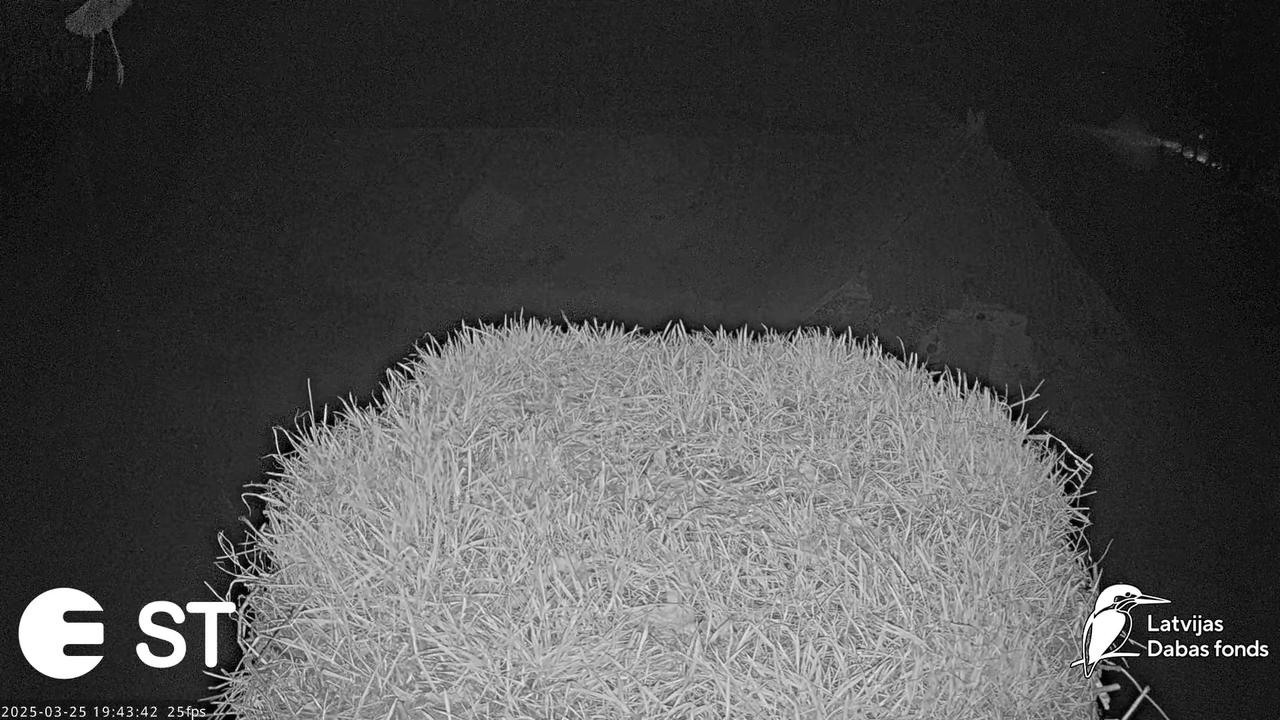 (13) Baltie stārķi (Ciconia ciconia) Tukuma novadā __ White storks in Tukums, Latvia - YouTube - 722