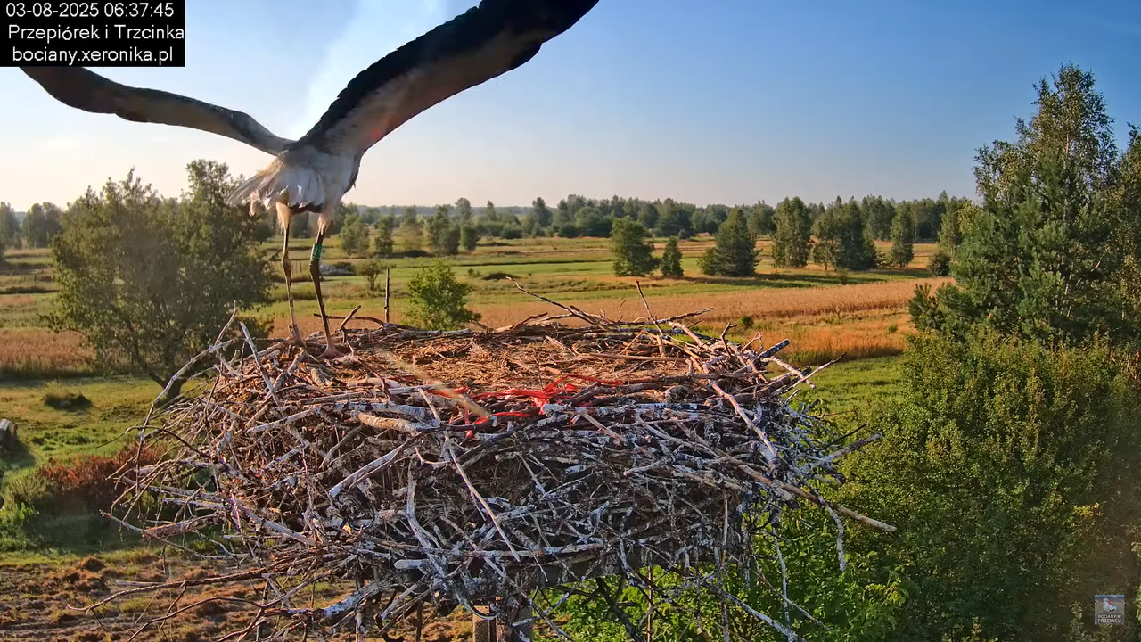 03082025bociany14