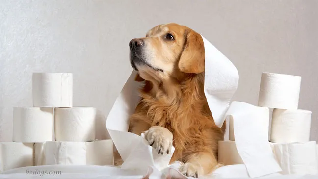 Why Older Dogs May Need Housebreaking