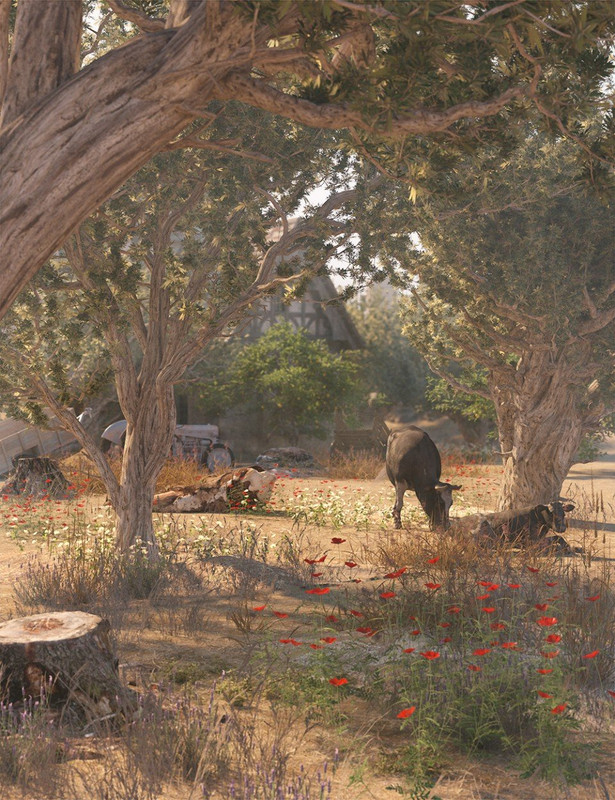 Olive Grove - Ancient Olive Trees Olive Grove - Ancient Olive Trees