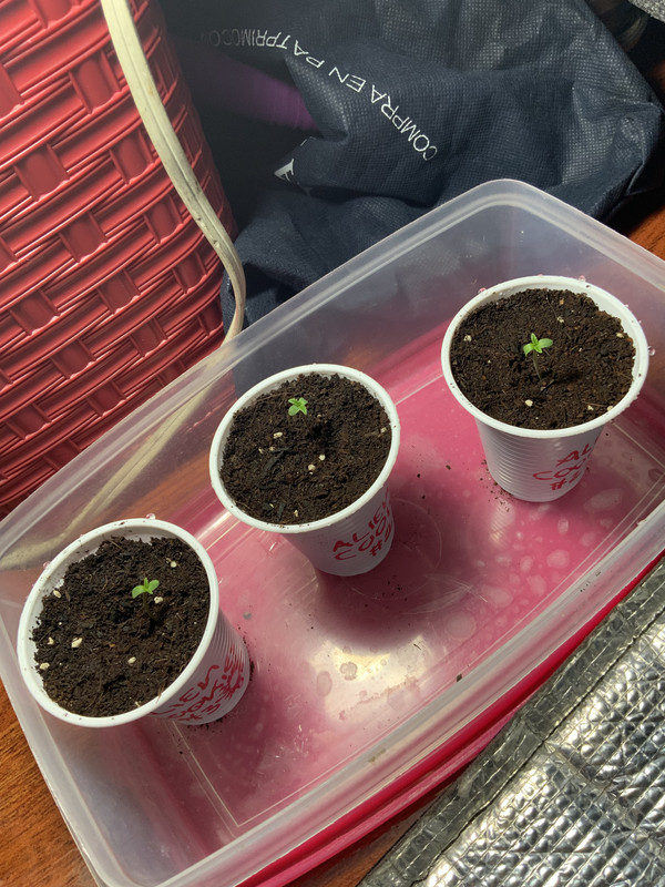 B55E5933-194B-4932-9ABA-32CE7BEF2326