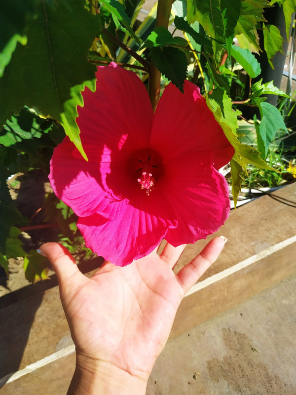 IMG-9f5f4d08d46c9b38cbf6ce0fdbbf53d6-V