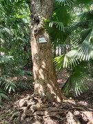 Arroceros-Forest-Park-Manila-Bagras20260715-141705