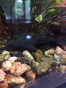 CAD31B24-2DFD-4E3E-9560-E5C117385FD8