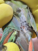 peladas na plumagem IMG-20190303-220621