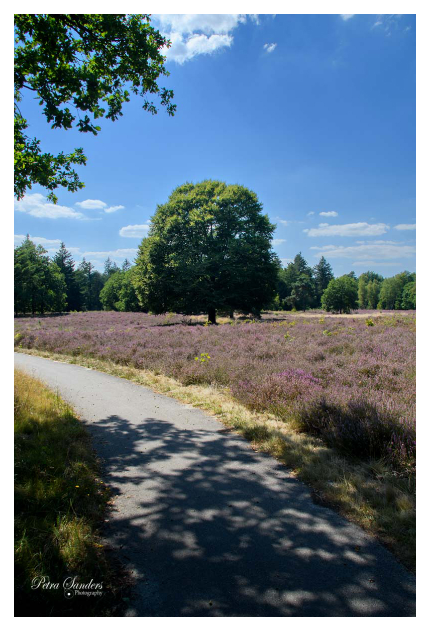 Fotografie