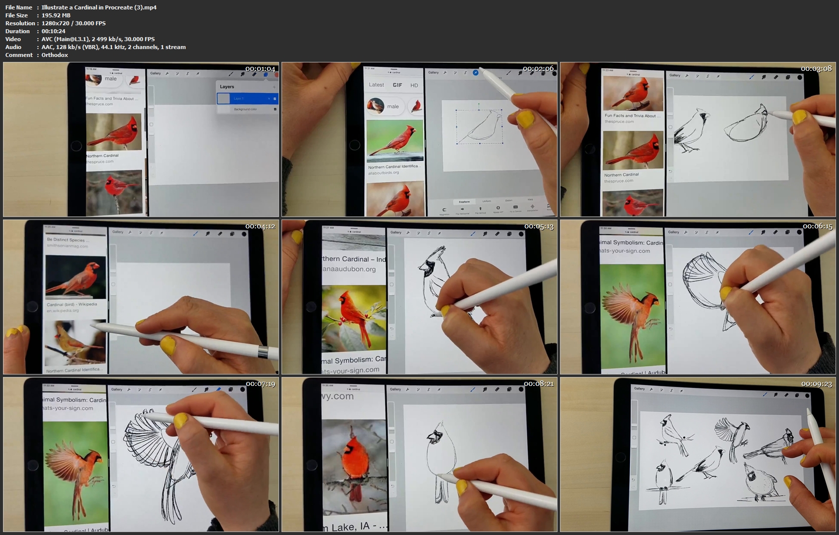 Illustrate-a-Cardinal-in-Procreate-3-mp4