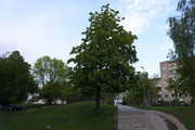 DSC-0921