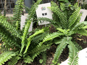 photo-iherbalgarden-3rd-033