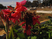 5.3.cemetary flowers III