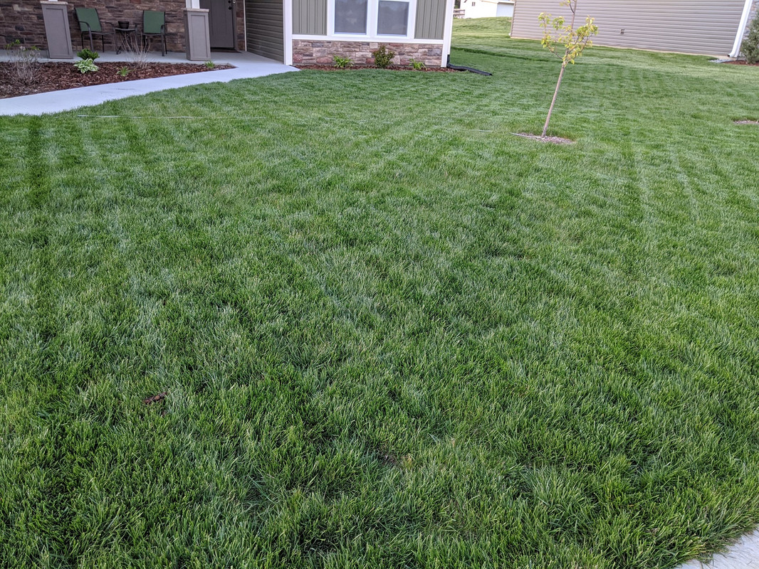 Lawn Spring 1