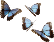 ISmell-Autumn-LL-Element22