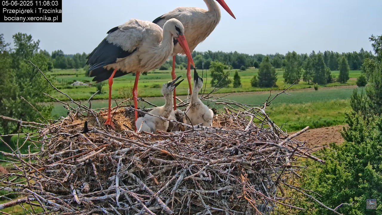 05062025bociany23