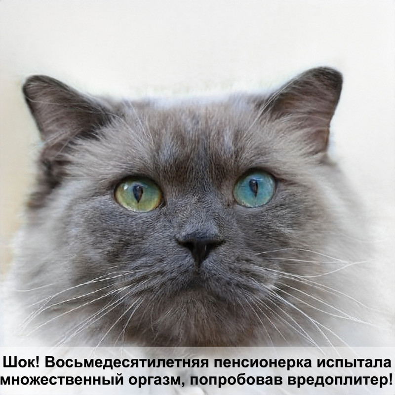 британская лиловая кошка