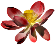 Blossom-Elements-5
