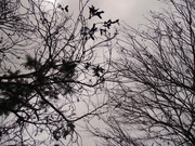 65.6.welcoming winter VI