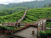 Wisata Gunung Gambir Jember Kebun Teh dan Tea Walk
