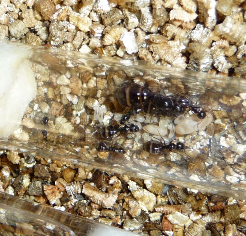 1807-Camponotus.jpg