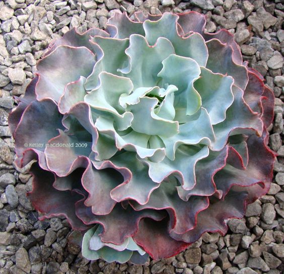 Echeveria Blue Waves
