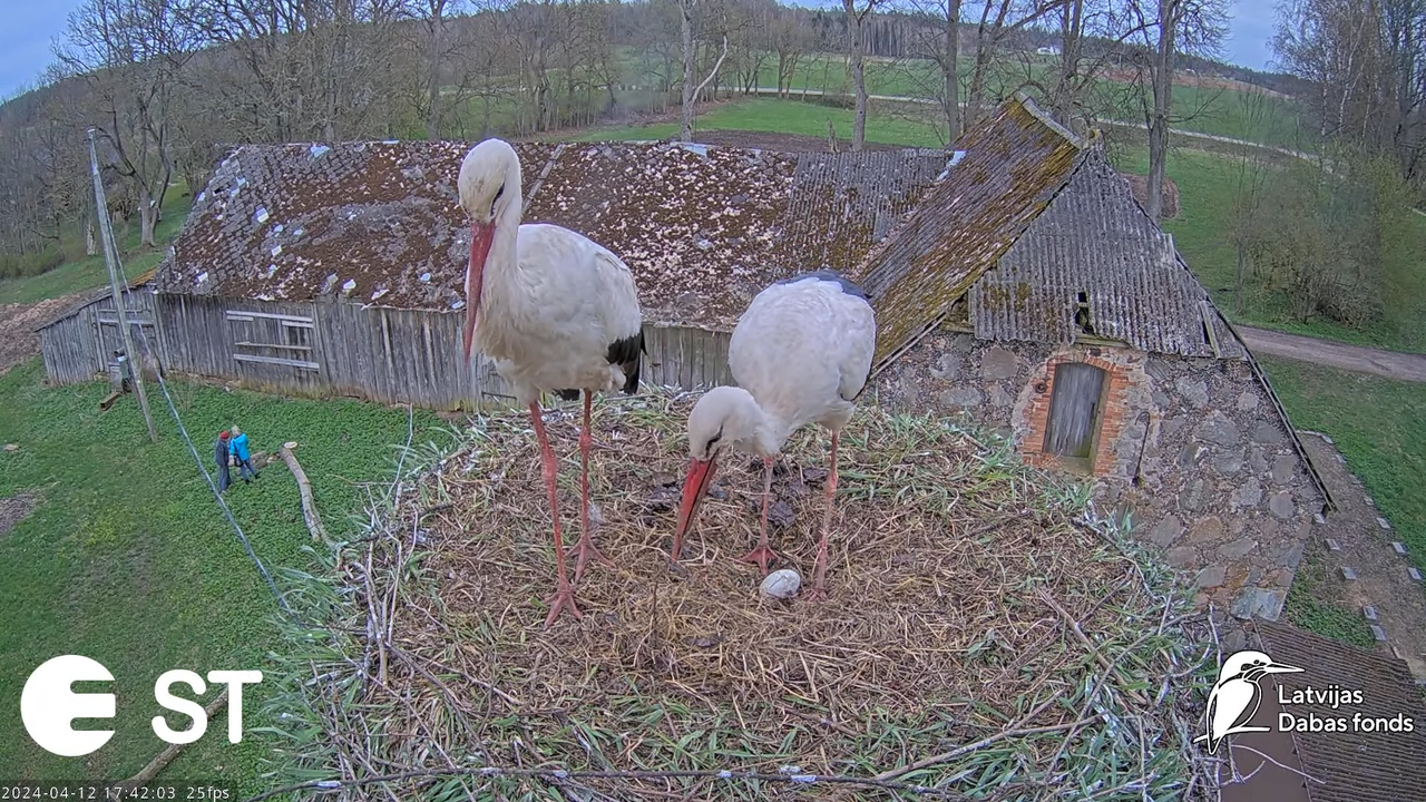 Baltie stārķi (Ciconia ciconia) Tukuma novadā - LDF tiešraide __ White storks in Tukums, Latvia 13-4