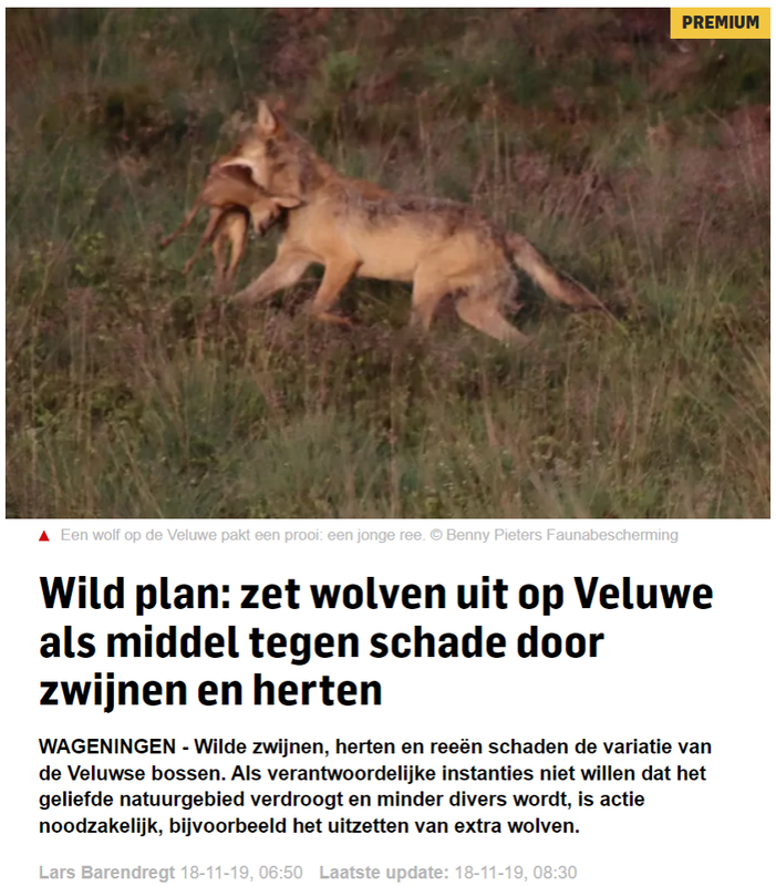 gelderlander-over-wolf.png