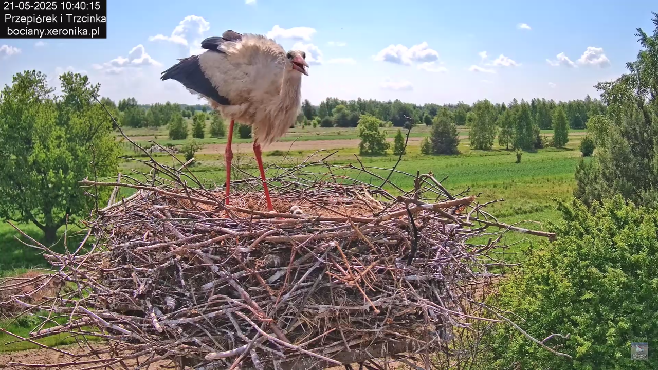 21052025bociany15