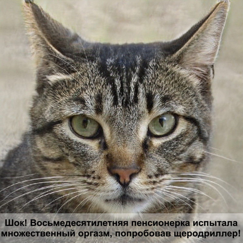 бурма кошка фото