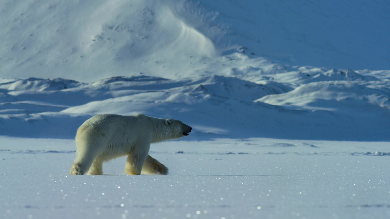 Our Planet 2019 Season 1 S01 1080p NF WEB DL x265 HEVC 10bit EAC3 Atmos 5 1 Garshasp QxR