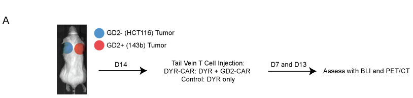 CAR-T_3