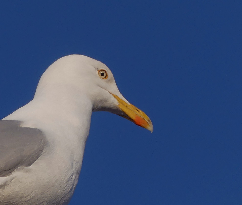 HERRING GULL 1
