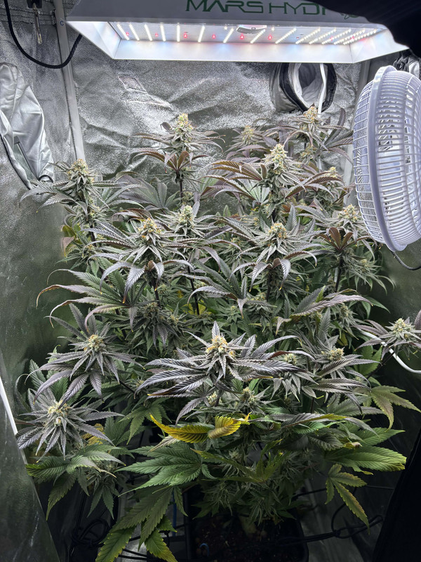 505da69a 849c 4929 a33c f1d96479fd24