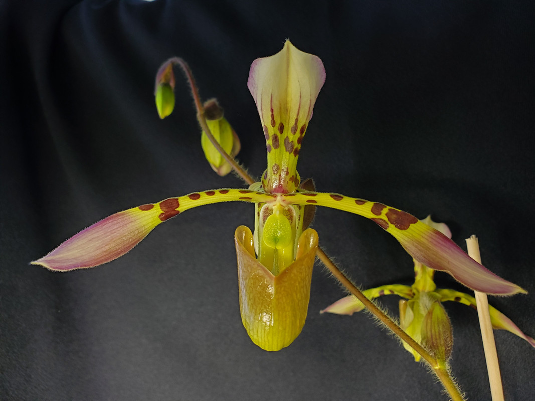 haynaldianum-Copy.jpg