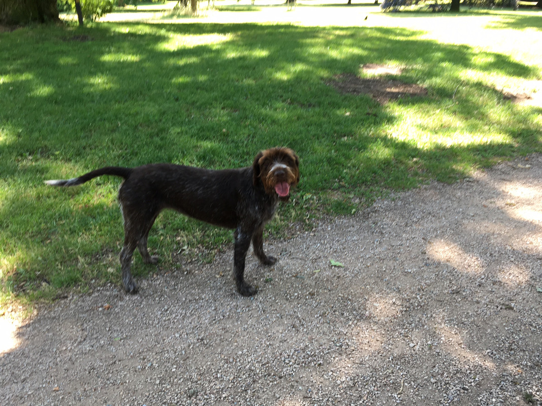 2023-22-06 trimmen Claire IMG_2420 (002)