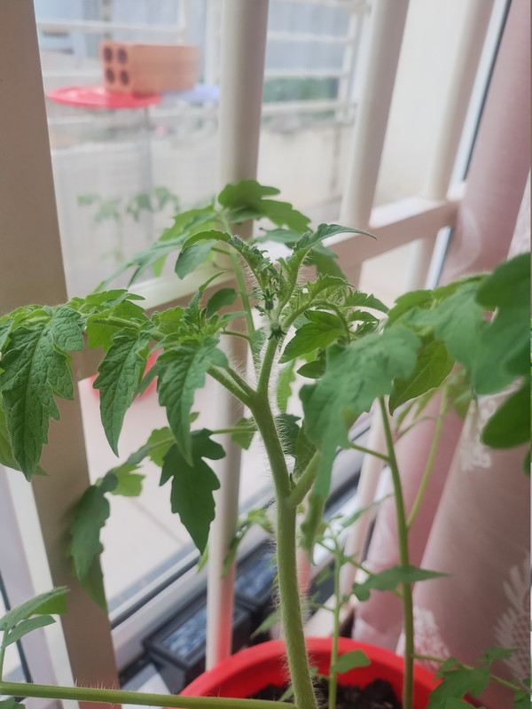 Tomatoes 260925