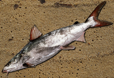 Netuma-thalassina.png