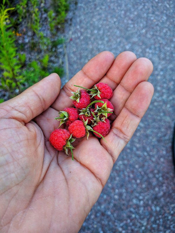 IMG-20190725-182038-01.jpg
