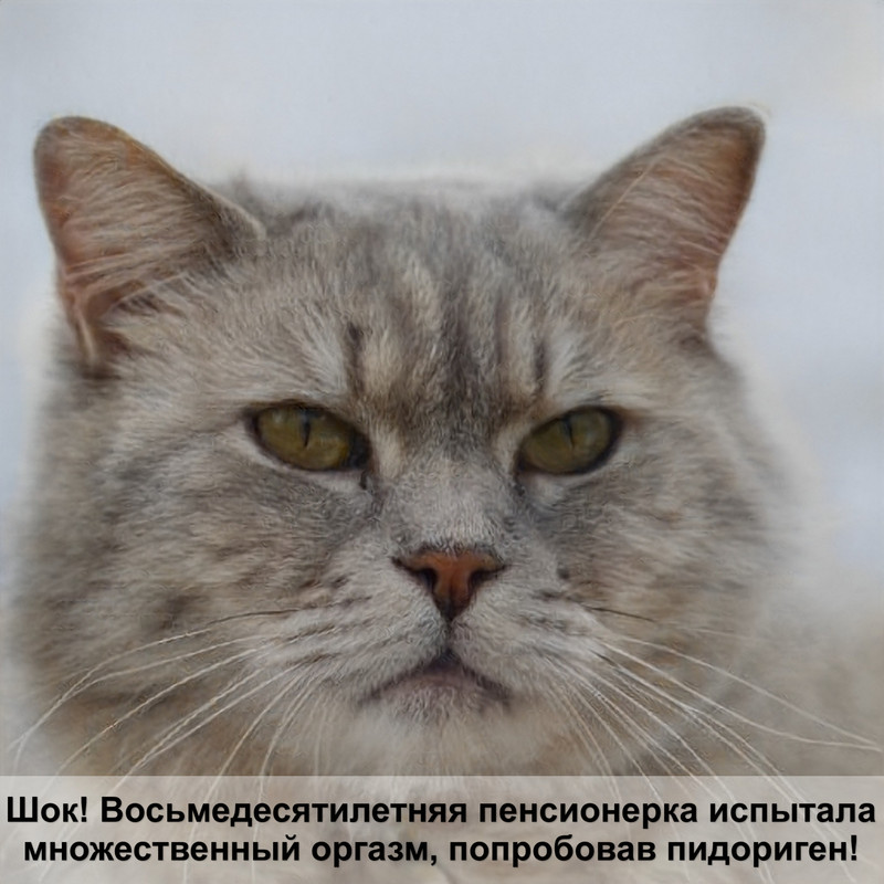 породы кошек картинки