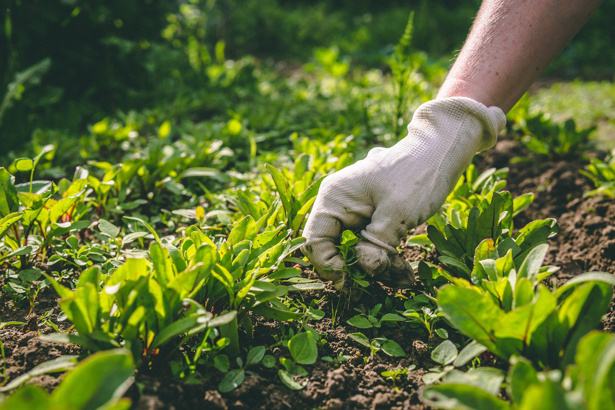 ¿Cómo eliminar las malas hierbas? Trucos efectivos de jardinería