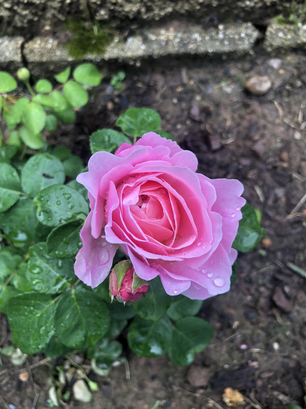 E17EE732-2819-4300-8118-E5DE7BD77346