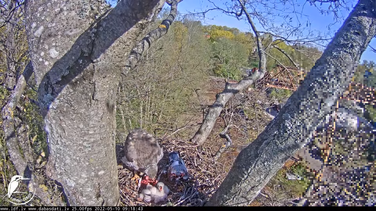 Vistu vanags (Accipiter gentilis) Rīgā - LDF tiešraide __ Goshawks, Riga, Latvia 14-46-20 screenshot