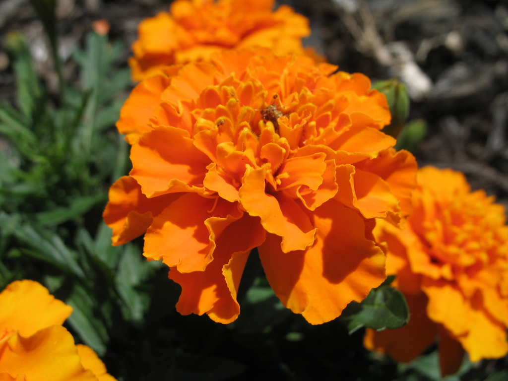 Lawn and Gardens 06.14.2017  (15)